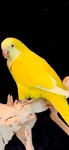 Young Lutino Quaker Parrots
