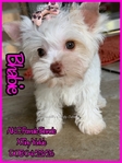 AKC Extra Tiny Male & Female Platinum & Blonde Parti Yorkies