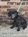 Golden/Collie Puppies
