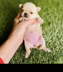 Chihuahua puppies Look!