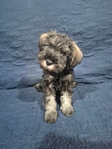 AKC Miniature Schnauzer