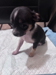 Tiny Toy Chihuahua Puppies