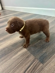 AKC Registered Chocolate Lab Puppies
