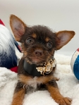 Female ChiYorkie