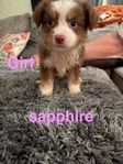 Australian Shepherd Puppies