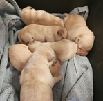 Yellow AKC labrador pups