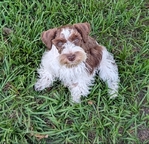 AKC Reg Miniature Schnauzer