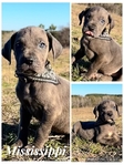Euro Line Great Dane Puppies