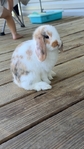 Bonded Holland Lop Bunnies