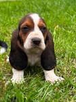 AKC Basset Hound Puppies
