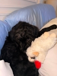 Goldendoodle puppy for sale