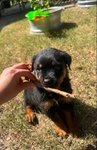 Male Rottweiler puppy