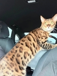 1 yr old Bengal cat