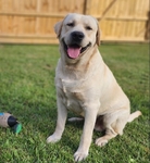 Yellow AKC labrador pups coming soon