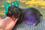 Mini dachshunds