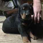 Doberman Puppies for sale