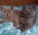 Super Kittens