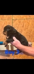 Akc Rottweiler Puppies