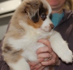🤎🐾 Country-Raised Mini Australian Shepherd Puppies 🐾🤎