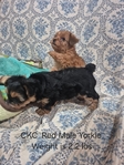 Yorkies in Tyler County