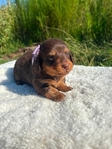 Long hair dachshunds