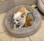 Sweet Female Chihuahua