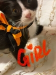 Free Kittens to good home!