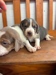Beagle Puppies AKC