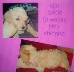 Tiny toy shih-poo
