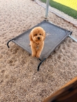 Cavapoo