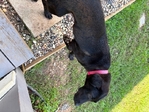 Black lab female and a little white chiwennie female