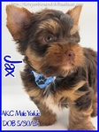 Stunning AKC Male Yorkies