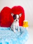 Teacup Lollipop short coat, Applehead female Chihuahua.