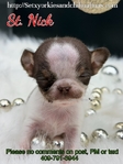 AKC Male Applehead Longcoat Chihuahuas