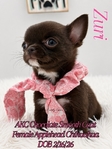 AKC Micro Mother’s Day Applehead Chihuahuas