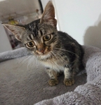 Free kitten 13 weeks old