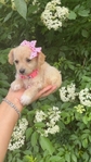 Micro Maltipoo