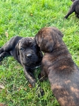 CANE CORSO PUPPIES