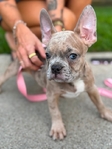 Frenchie pups
