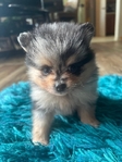 Pom Puppies AKC