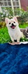 Chihuahua puppies Teacups & Tiny Toys