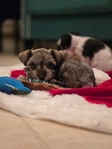 AKC Reg Minature Schnauzers