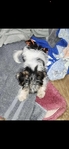 Male Yorkie