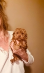 Toy Poodle Red male & Chocolate Female