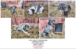Anatolian Shepherd puppies, Bloodahoula's, and Catahoula's