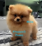 Pomeranian