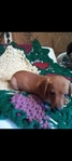Dachshund puppies , purebred