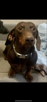 Full-blooded male dachshund