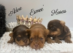AKC Chocolate & Tan Female Yorkies