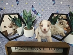 Mini aussies / miniature australian shepherds